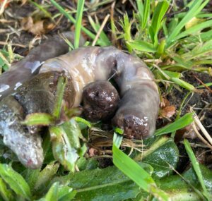 Hundekot mit Schleim überzogen